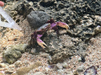 SWIM VANUATU WEEK 2 9TH - 15TH AUGUST 2027 - 1 SWIMMER DEPOSIT
